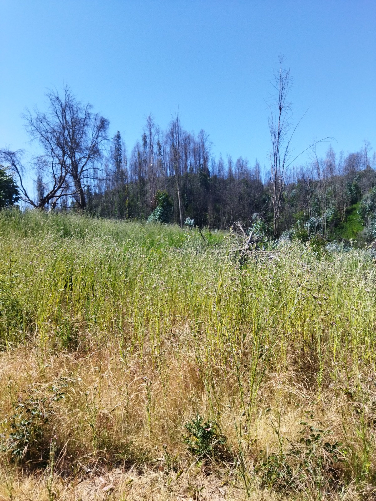 Parcelas con Estero y Bosque Nativo en Tomé | 5.000 y 10.000 m²