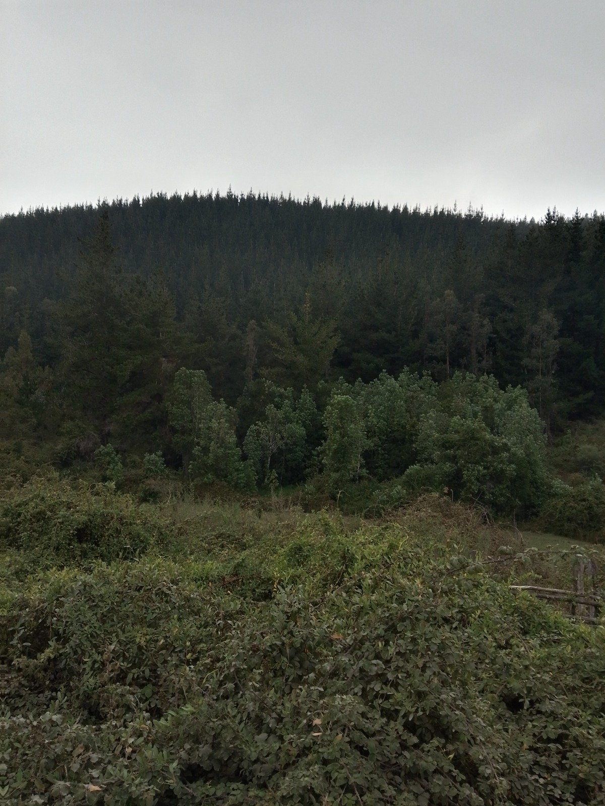 Terrenos con Estero y Bosque Nativo en Tomé | Sector Mirador, 10 minutos de Playa Pudá