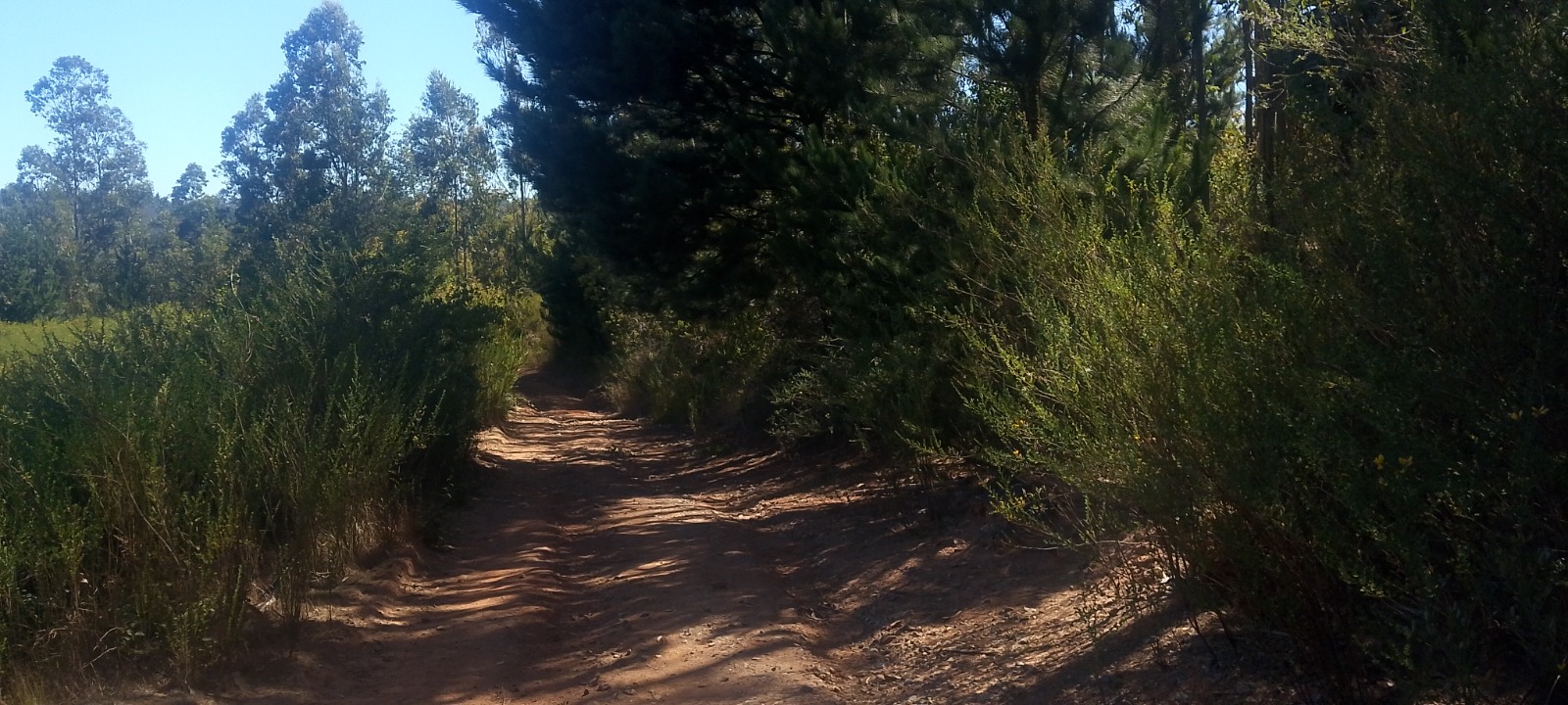 Parcelas de 1 Hectárea en Tomé (Rancho Grande) | $35.000.000